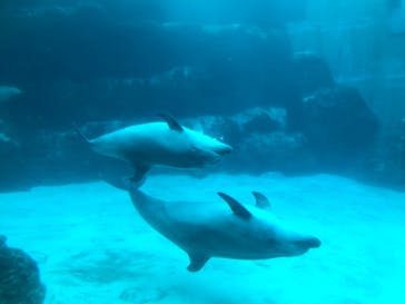 名古屋港水族館に投稿された画像（2024/7/15）