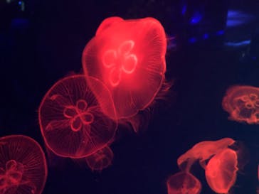 名古屋港水族館に投稿された画像（2024/7/15）