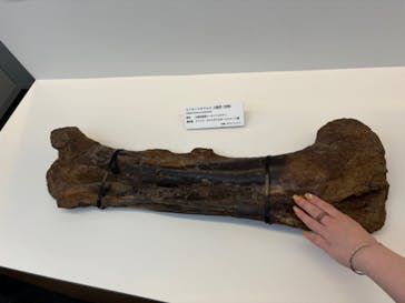 DinoScience 恐竜科学博 ～ララミディア大陸の恐竜物語～ 2024@OSAKAに投稿された画像（2024/7/15）