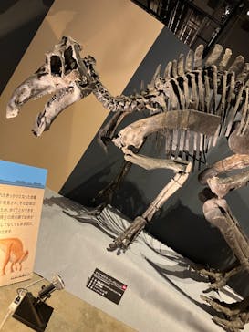 福井県立恐竜博物館に投稿された画像（2024/7/15）