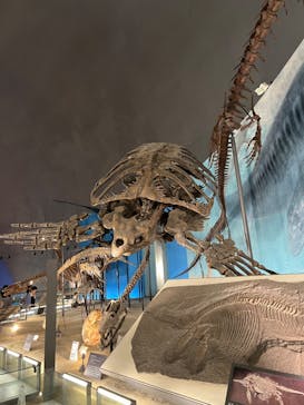 福井県立恐竜博物館に投稿された画像（2024/7/15）