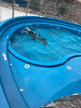 大分マリーンパレス水族館 「うみたまご」に投稿された画像（2024/7/15）