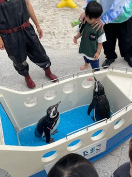 大分マリーンパレス水族館 「うみたまご」に投稿された画像（2024/7/15）