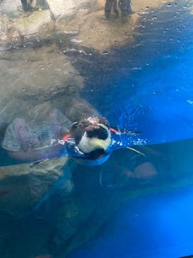 新江ノ島水族館に投稿された画像（2024/7/15）