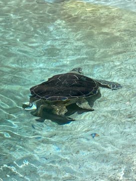 新江ノ島水族館に投稿された画像（2024/7/15）