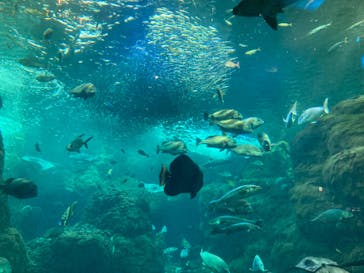 新江ノ島水族館に投稿された画像（2024/7/15）
