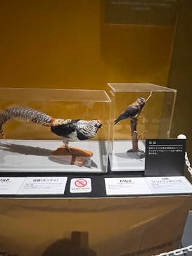 タッチ ザ ダイナソー ～恐竜アドベンチャー展～に投稿された画像（2024/7/15）