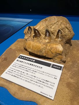 タッチ ザ ダイナソー ～恐竜アドベンチャー展～に投稿された画像（2024/7/15）