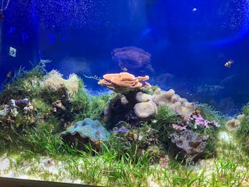 名古屋港水族館に投稿された画像（2024/7/15）