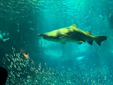 マリンワールド海の中道に投稿された画像（2024/7/15）