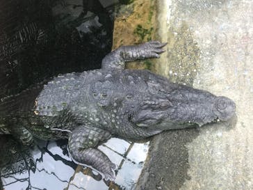 熱川バナナワニ園に投稿された画像（2024/7/15）