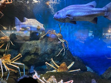 鴨川シーワールドに投稿された画像（2024/7/15）