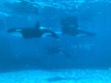 鴨川シーワールドに投稿された画像（2024/7/15）