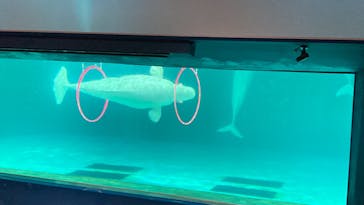 鴨川シーワールドに投稿された画像（2024/7/15）