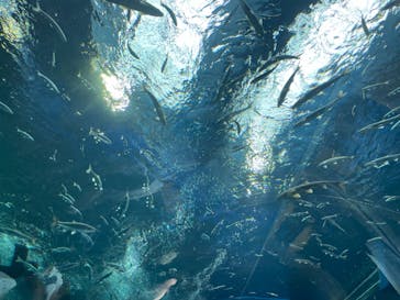 滋賀県立琵琶湖博物館に投稿された画像（2024/7/15）