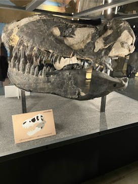 福井県立恐竜博物館に投稿された画像（2024/7/15）