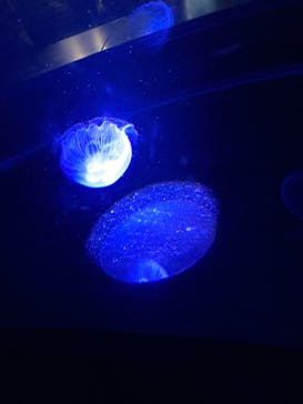 京都水族館に投稿された画像（2024/7/15）