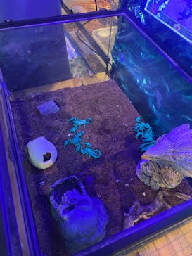 いきもの探検隊上尾に投稿された画像（2024/7/15）