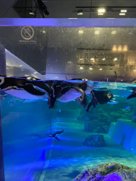 すみだ水族館に投稿された画像（2024/7/15）