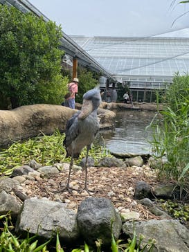 神戸どうぶつ王国に投稿された画像（2024/7/15）