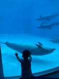 名古屋港水族館に投稿された画像（2024/7/15）