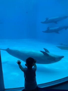 名古屋港水族館に投稿された画像（2024/7/15）