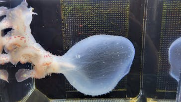 浜名湖体験学習施設ウォットに投稿された画像（2024/7/15）