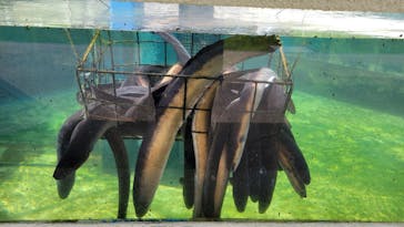 浜名湖体験学習施設ウォットに投稿された画像（2024/7/15）