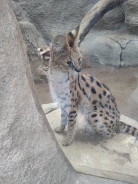 神戸どうぶつ王国に投稿された画像（2024/7/15）