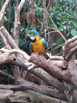 神戸どうぶつ王国に投稿された画像（2024/7/15）