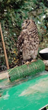 いきもの探検隊上尾に投稿された画像（2024/7/15）