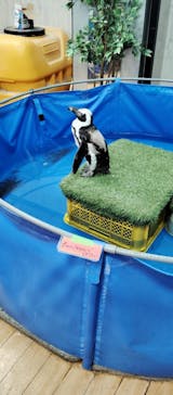 いきもの探検隊上尾に投稿された画像（2024/7/15）