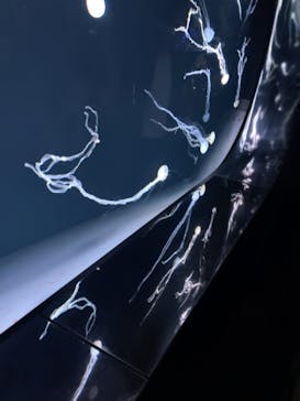 サンシャイン水族館に投稿された画像（2024/7/15）