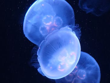サンシャイン水族館に投稿された画像（2024/7/15）