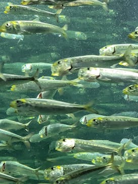 サンシャイン水族館に投稿された画像（2024/7/15）