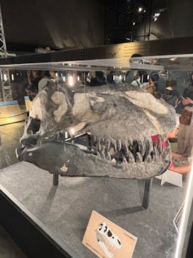 福井県立恐竜博物館に投稿された画像（2024/7/15）