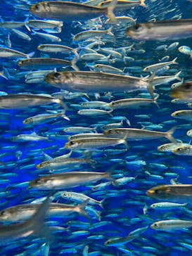 アクアワールド茨城県大洗水族館に投稿された画像（2022/8/30）