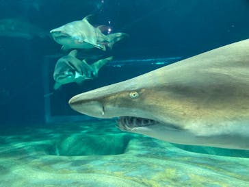 アクアワールド茨城県大洗水族館に投稿された画像（2022/8/30）