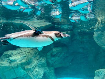 アクアワールド茨城県大洗水族館に投稿された画像（2022/8/30）