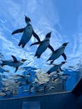 サンシャイン水族館に投稿された画像（2024/7/15）