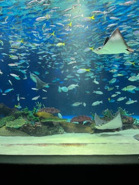 サンシャイン水族館に投稿された画像（2024/7/15）