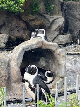 サンシャイン水族館に投稿された画像（2024/7/15）