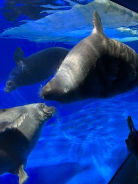 サンシャイン水族館に投稿された画像（2024/7/15）