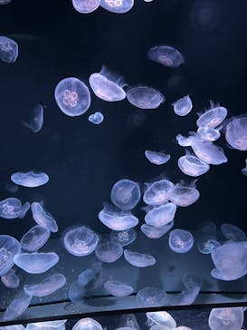 サンシャイン水族館に投稿された画像（2024/7/15）