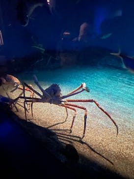 アクアワールド茨城県大洗水族館に投稿された画像（2024/7/15）