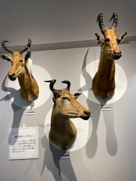 大哺乳類展に投稿された画像（2024/7/15）