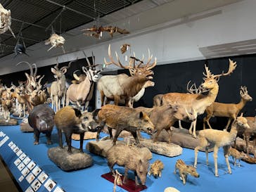 大哺乳類展に投稿された画像（2024/7/15）