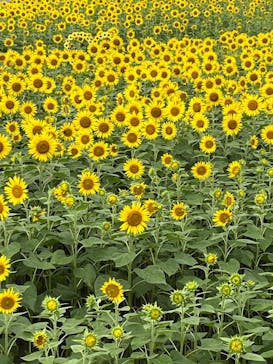 淡路ファームパーク イングランドの丘に投稿された画像（2024/7/15）