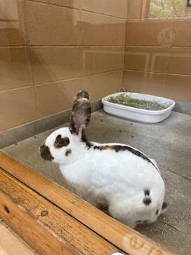 淡路ファームパーク イングランドの丘に投稿された画像（2024/7/15）