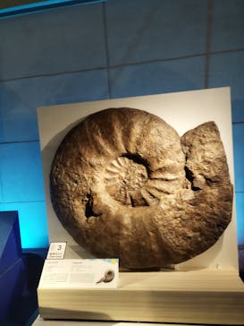 巨大恐竜展2024に投稿された画像（2024/7/15）